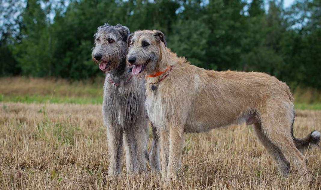 Dünyanın en büyük 25 köpek Irkı. Hem boylarıyla hem sadakatleriyle göz kamaştırıyorlar 9